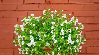 These Rain-Loving Flowering Plants Are Perfect For Compact Balconies In Indian Cities
