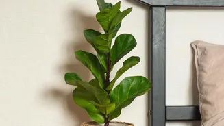 Why low-maintenance air-purifying plants offer a natural, zero-electricity solution for cleaner bedroom air