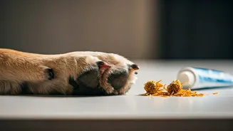 How Vet-Approved Remedies Cure Painful Monsoon Paw Irritations Fast