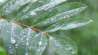 This Week's Rain-Alert Update Puts Covered Pick-Ups, Flexible Check-In and a Verified Indoor Plan on One Checklist