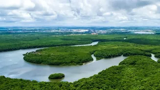Eastern Coast Mangrove Bio-Shield Projects Shield Rural Shorelines From Devastating Climate Storm Surges