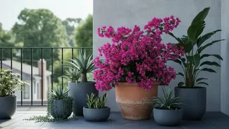 August's Heat-Humidity Balcony Test Puts Heat-Tolerant Varieties In Focus