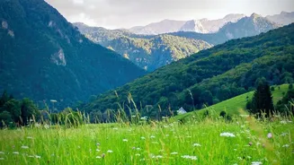 Explore Austria's vibrant alpine meadows