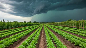 Monsoon Chaos Needs June-Level Plant Discipline