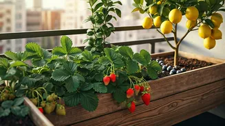 Urban Gardeners Have Entered Their Fruit Phase