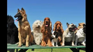 These 10 Dog Breeds Rule Instagram In 2026: The Internet’s Most Viral Pups Ranked
