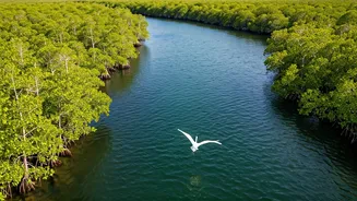 Orlando Beyond the Parks: Wild Rides & Natural Wonders Await!