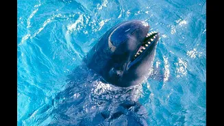 Aquecimento do mar pode estar fazendo falsas-orcas perderem peso, aponta estudo