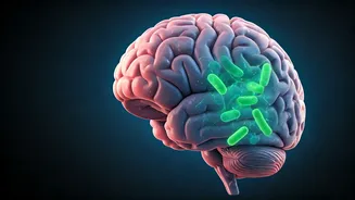 Unlocking the Gut-Brain Connection: How Your Tummy Influences Your Thoughts