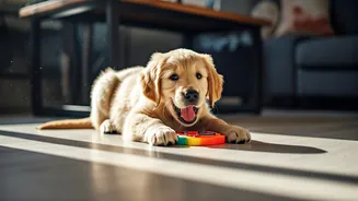 Indoor Play Is The Anti-Boredom Pet Hack