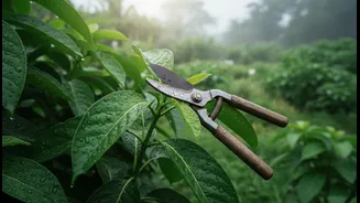Pruning Has Entered Rainy Garden Culture