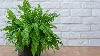 How to keep indoor ferns pest-free