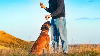 Before Planning Pet Feeding, Review Late Workdays And Visitors