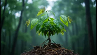 Uttarakhand's green festival: Harela's Sapling Drive is turning a monsoon festival into a climate-action platform