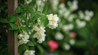 June Gardens Are Perfect For Jasmine Climbers
