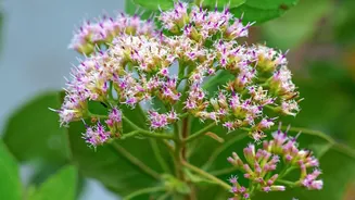 Munnar's Neelakurinji bloom: impact felt