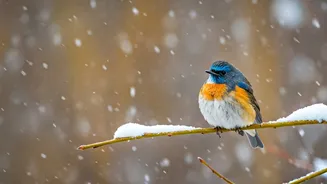 5 Breathtaking Winter Migrants: Bird Lover's Guide