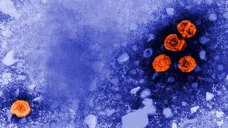 New Experimental Hepatitis B Drug Shows Promise for Functional Cure