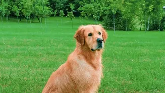 Why Damp Coats Cause Post-Monsoon Skin Infections In Dogs And How To Treat