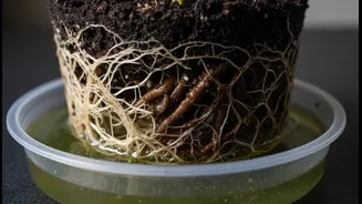 A Soggy Saucer Can Be Riskier Than Skipping One Monsoon Watering