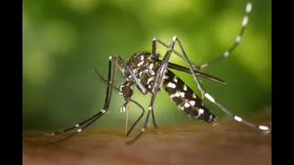 How to Prevent Dengue During Monsoon Season