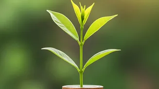 How Starting A Five Hundred Rupee SIP Early Boosts Total Investment Returns Significantly