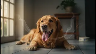 Indoor Pet Overheating in Humid Homes: A Clear Decode for Young Indian Readers