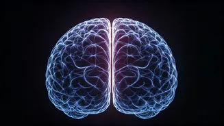 Groundbreaking Brain Study: Revisiting Memory's Secrets