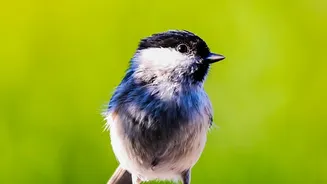 How to Read Small Creatures with Big Forest Roles Through the 186-Species Seed-Dispersal Study