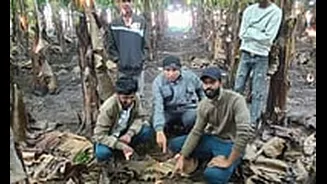 MP News: Leopard Sighting Instigates Fear Among Farmers In Kukshi; Farmers Irked Over Nighttime Electricity Supply