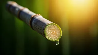 Sugarcane Juice Summer Treat: Unveiling Hidden Risks & Who Should Skip This Sweet Sip