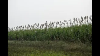 Drought in Maharashtra and Karnataka impacts India's sugar export outlook