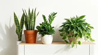 Low-Maintenance Greens Are Winning First-Time Plant Parents