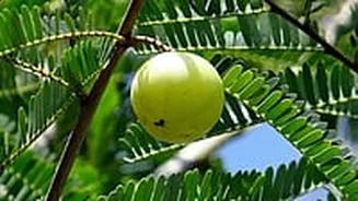 Ayurveda Explains Why Amla Seeds Are A Hidden Super Ingredient