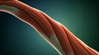 Static Strength: The Rise of Isometric Exercises for Effortless Fitness