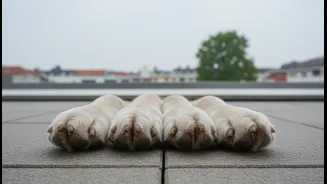 Why Balcony Paw Drying Rituals Keep Rain-Cloud Moisture From Spoiling Canine Foot Health
