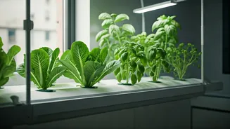 Soil-Free Greens Are Apartment Living’s New Best Friend