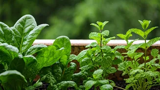 The Best Balcony Greens For India's Rainy Months