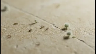 Keep Indoor Humidity Moderate to Discourage Mould and Dust Mites
