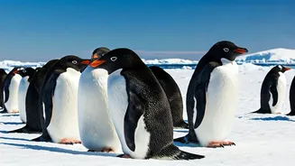 Penguins' Early Breeding: Surprising Shifts in Antarctica