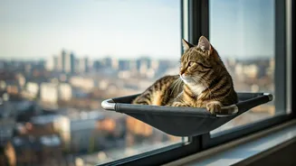 Safely Maximize High Rise Feline Territory Via Window Hammocks