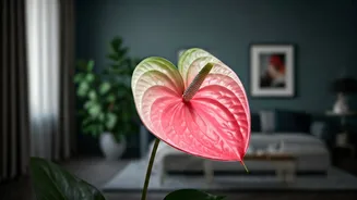 Pink And White Indoor Anthuriums Become Ultimate Plant Parent Badge