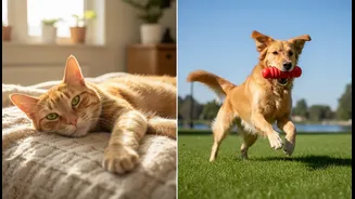 Could Your Pet Affect Your Mood? Researchers Compare Dogs And Cats