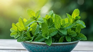 Beat the Summer Heat Naturally: How Mint Can Keep You Cool & Healthy