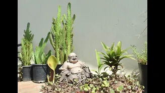 5 Succulents Perfect for Your Monsoon Garden