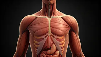 Midlife Fitness: Navigating Invisible Physiological Shifts for Safer Workouts