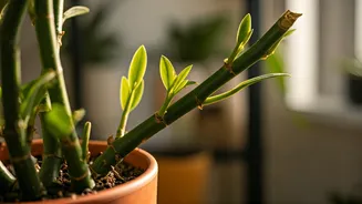 Plant Parents Have One Job This Week: Prune