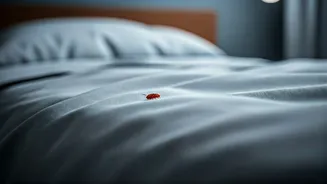 Conquer Bed Bugs: Effective Strategies & When to Seek Expert Help