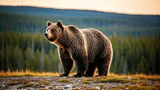 Yellowstone's Five Majestic Beasts: A Guide to Spotting Wilderness Icons