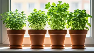 How Urban Renters Grow 4 Kitchen Herbs Indoors Easily